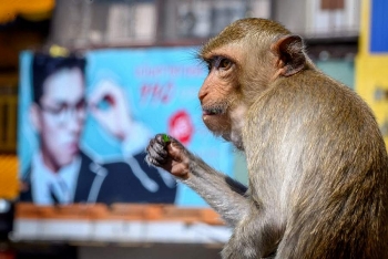 Western retailers boycott Thai coconuts over inhumane monkey labour Western retailers boycott Thai coconuts over inhumane monkey labour
